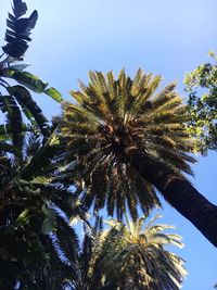 Low angle view of coconut palm tree against sky