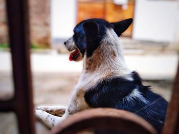 Close-up of a dog looking away