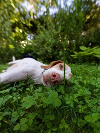 Close-up of dog lying on grass