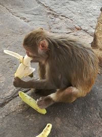 Monkey eating food