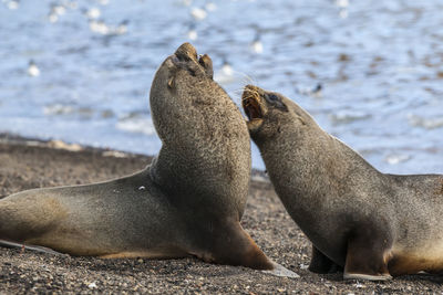 Close-up of seal