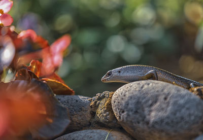 Close-up of lizard on rock