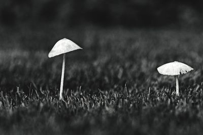 Close-up of mushroom growing on field