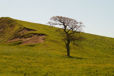 Bare tree on grassy field against clear sky