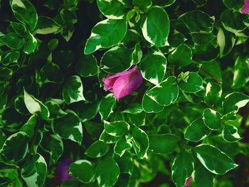 Close-up of purple flower growing on plant