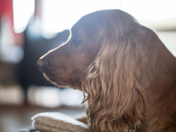 Close-up of dog looking away