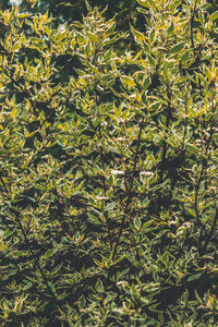 High angle view of bamboo plants