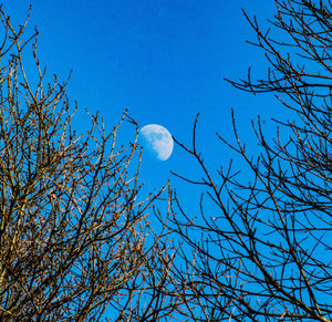 Low angle view of bare tree against blue sky