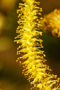 White willow flower, male catkin