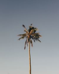 Low angle view of coconut palm tree against clear sky