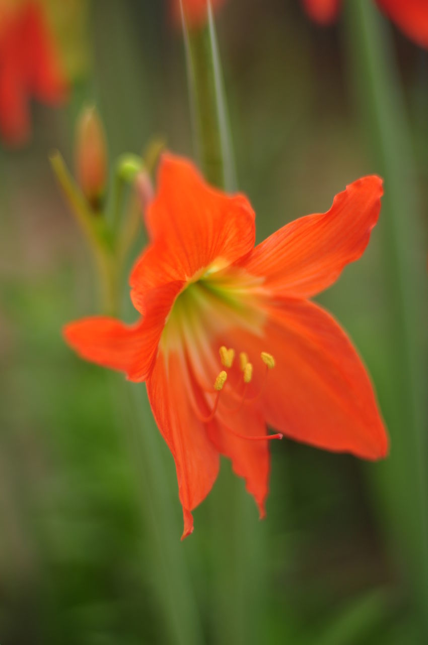 CLOSE-UP OF ORANGE RED FLOWER