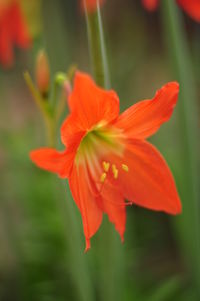 Close-up of red orange flower