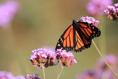 Close-up of butterfly pollinating on purple flower