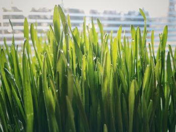 Close-up of fresh green grass in field