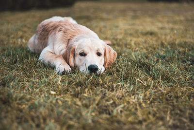 Portrait of dog lying on grass