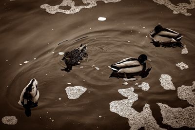 Ducks swimming in water