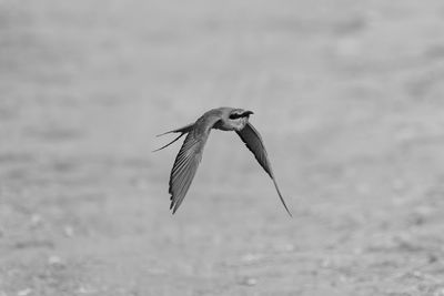 Bird flying against sky