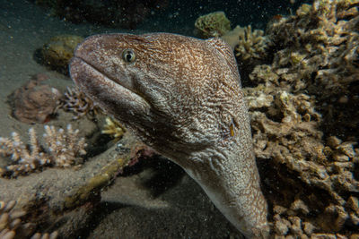 Close-up of fish in sea