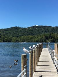 View of seagulls on lake against clear blue sky