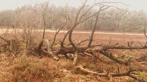 Bare trees on field