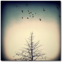 Low angle view of birds flying over bare trees