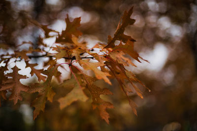 Close-up of maple leaves on tree