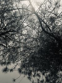 Low angle view of bare trees against sky