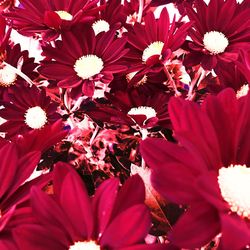 Close-up of red flowers