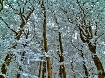 Bare trees on snow covered landscape