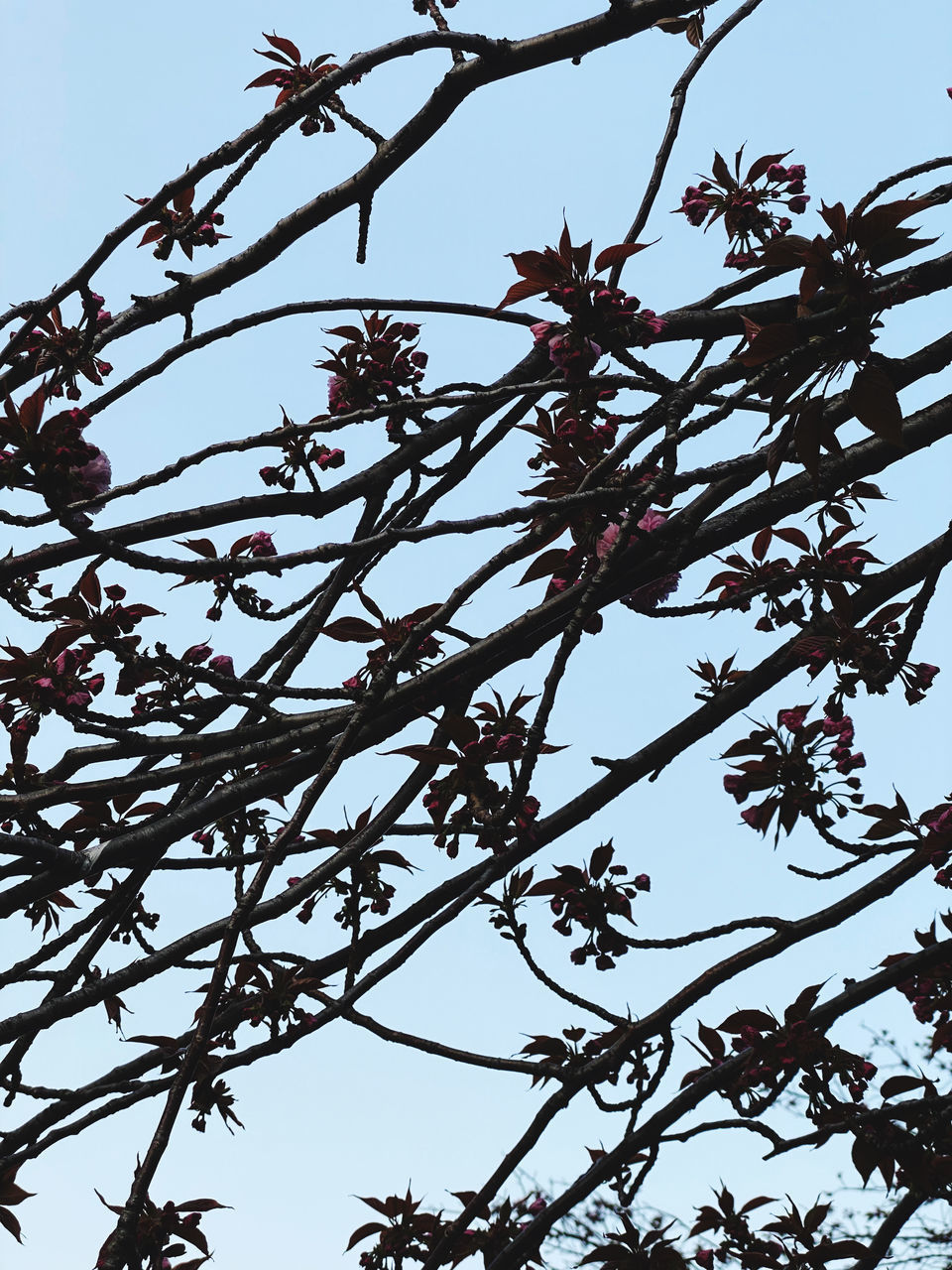 LOW ANGLE VIEW OF FLOWERING PLANTS ON TREE