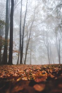 Trees in forest during autumn