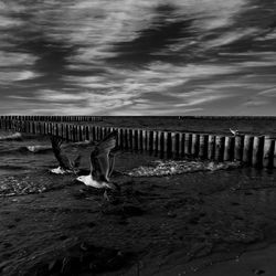 Seagull flying over water