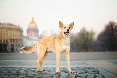 Full length of a dog