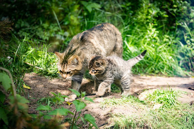 Scottish wildcat mother with her kitten felis silvestris grampia