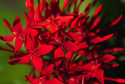 Close-up of red flower