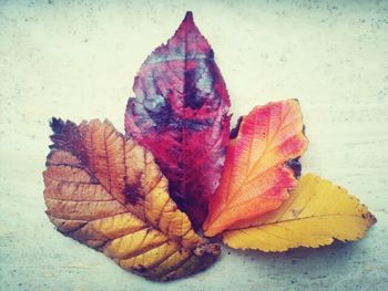 Close-up of maple leaves