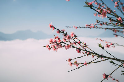 Low angle view of cherry blossoms against sky