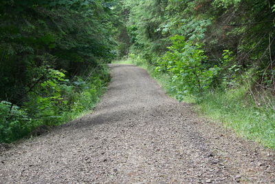 Road passing through forest