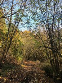 Trees in forest during autumn