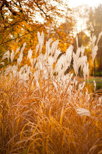 Close-up of grass