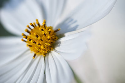 Close-up of white flower