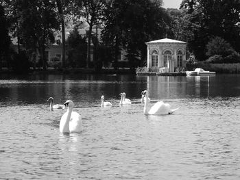 Reflection of trees in water