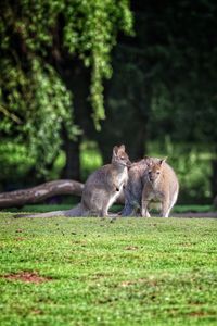 Kangaroos on grassy field