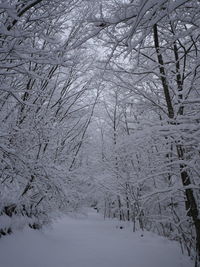 Snow covered bare trees in forest