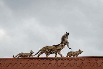 Low angle view of lion sculpture on roof against sky