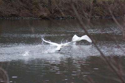 Swan in a lake