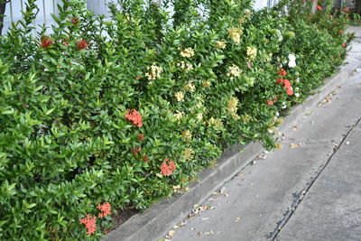 Plants growing outdoors