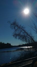 Sun shining through trees