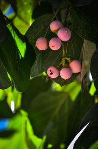 Close-up of fruits growing on plant