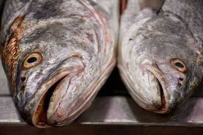 Close-up of seafood for sale in market